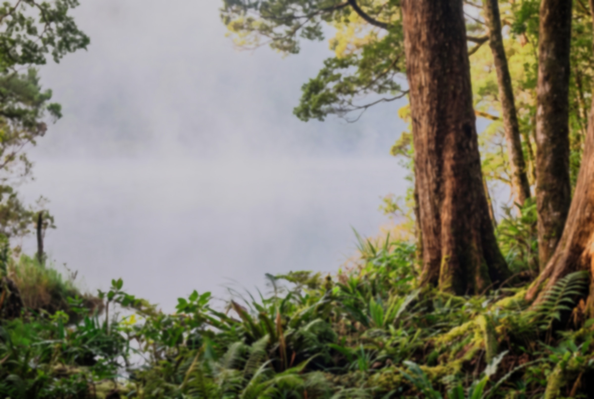 Mist lying on still water at the edge of a New Zealand podocarp forest